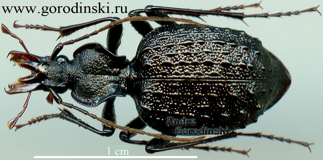 http://www.gorodinski.ru/carabidae/Cychrus bispinosus huxianensis.jpg